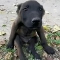Erik