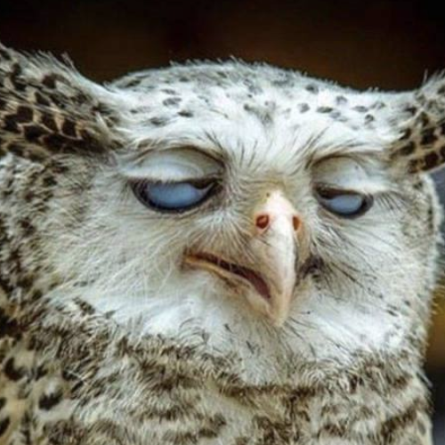 Figma profile picture for @nok