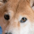 Ryosuke Nakayama