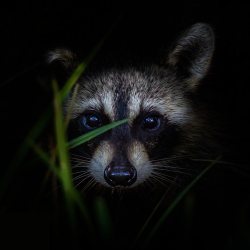 Figma profile picture for @raton