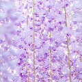 Wisteria