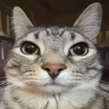 Hamish