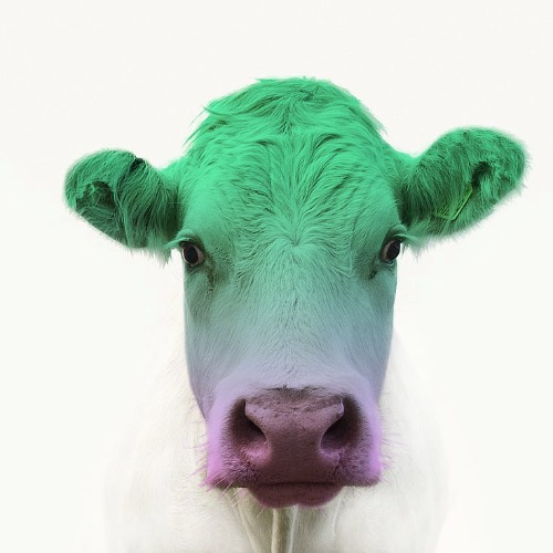 Figma profile picture for @vaca