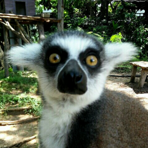 Figma profile picture for @lemur