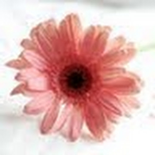 Figma profile picture for @rosebud